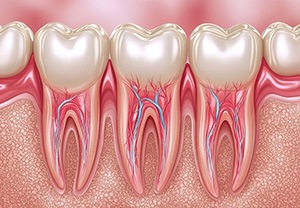 Illustration showing anatomy of three adjacent teeth